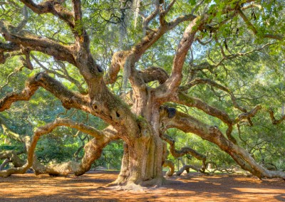 Angel Oak Tree Charleston SC