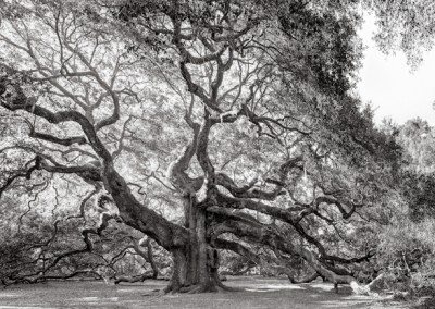 Angel Oak Tree BW