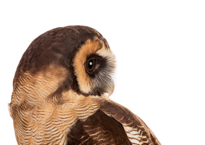 Asian Brown Wood Owl Portrait 2