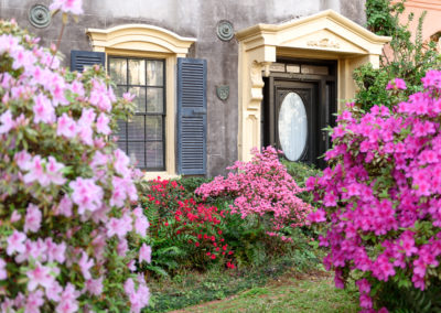 Azaleas on Rutledge