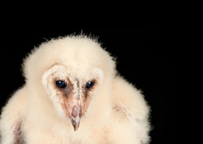 Barn-Owl-Chick-2