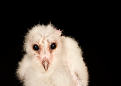 Barn-Owl-Chick-3