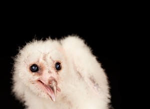 Barn-Owl-Chick
