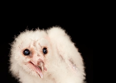 Barn-Owl-Chick