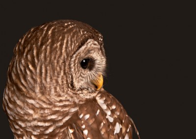 Barred-Owl-2