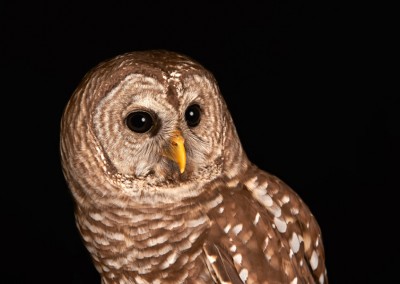 Barred-Owl