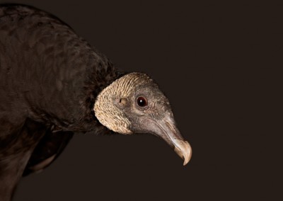 Black-Vulture