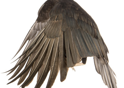 Black Vulture Flying
