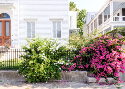 Bougainvilleia on Broad