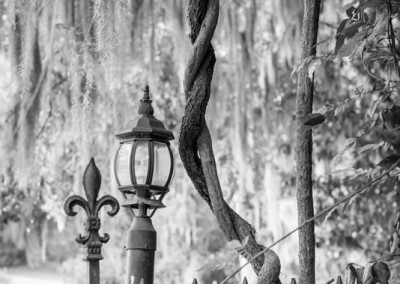 Charleston Lamp Post and Moss