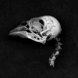 English Sparrow Skull