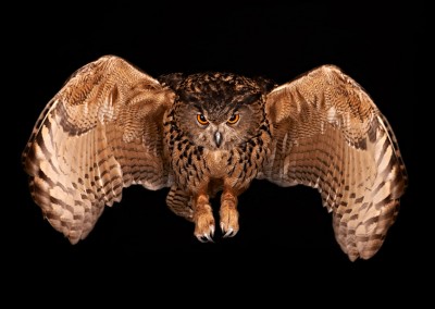 Eurasian-Eagle-Owl-Flying