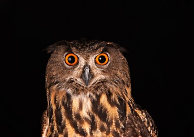 Eurasian-Eagle-Owl