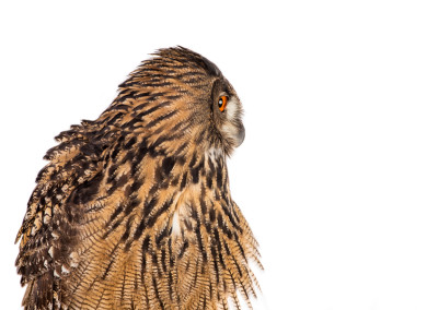 Eurasian Eagle Owl Portrait