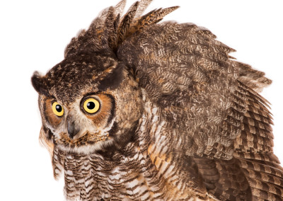 Great Horned Owl Portrait 2