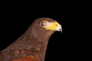 Harris-Hawk-Nictitating-Membrane