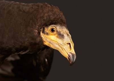 Lesser-Yellow-Headed-Vulture