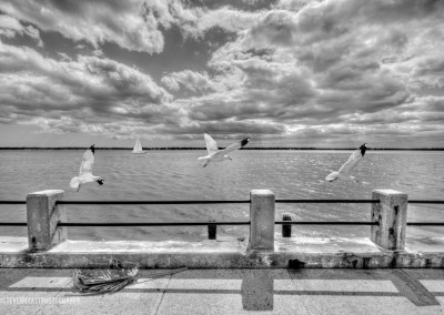Seagulls at Charleston Battery