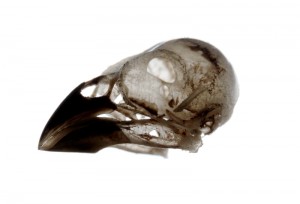 Sparrow Skull