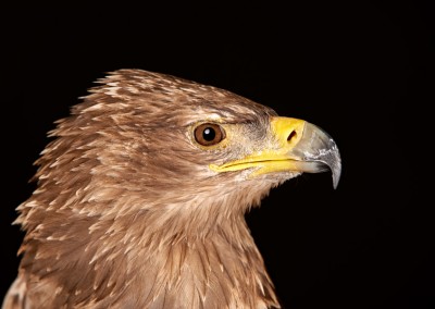 Tawny-Eagle