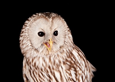 Ural-Owl