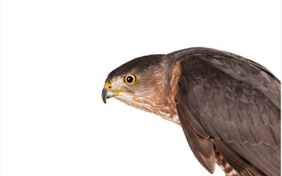 Photographing Birds of Prey In A Studio