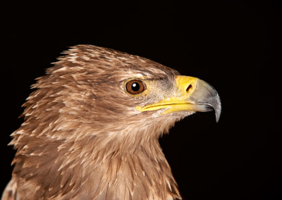 Tawny Eagle Portrait