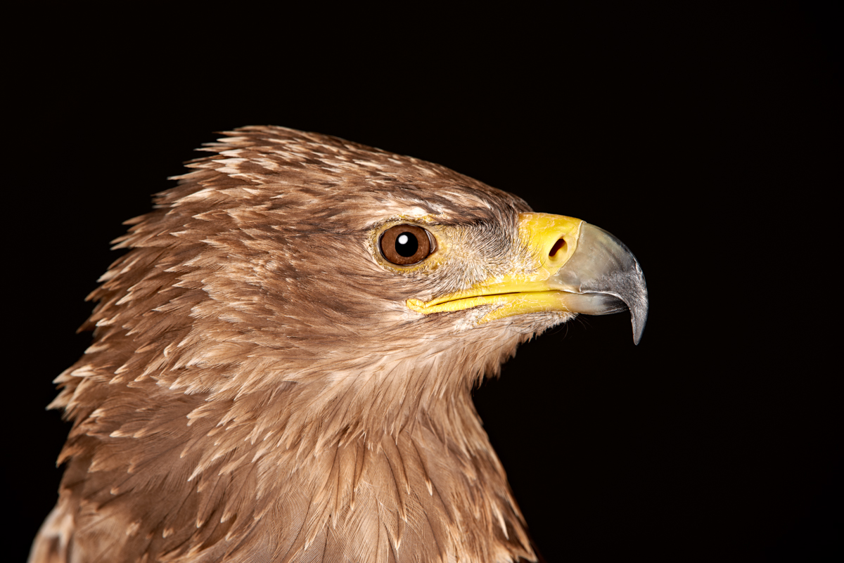 Tawny Eagle Portrait