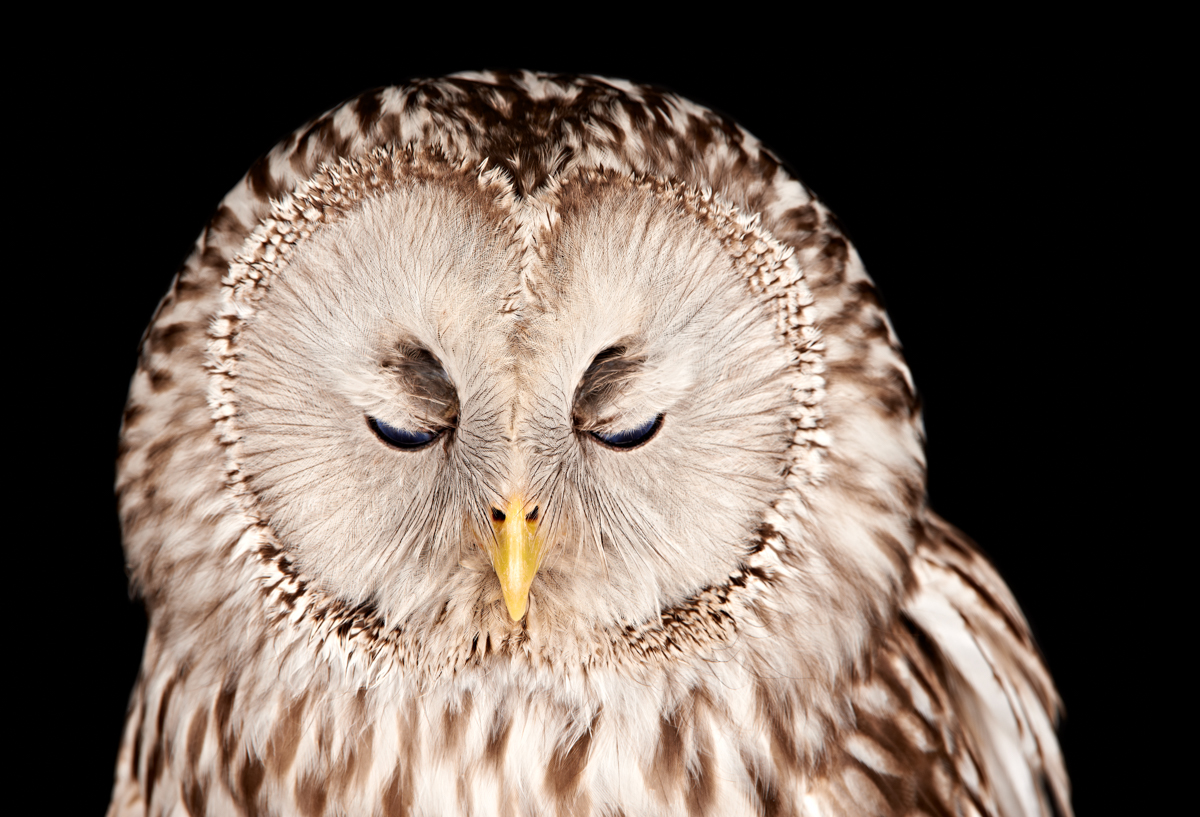 Ural Owl Portrait