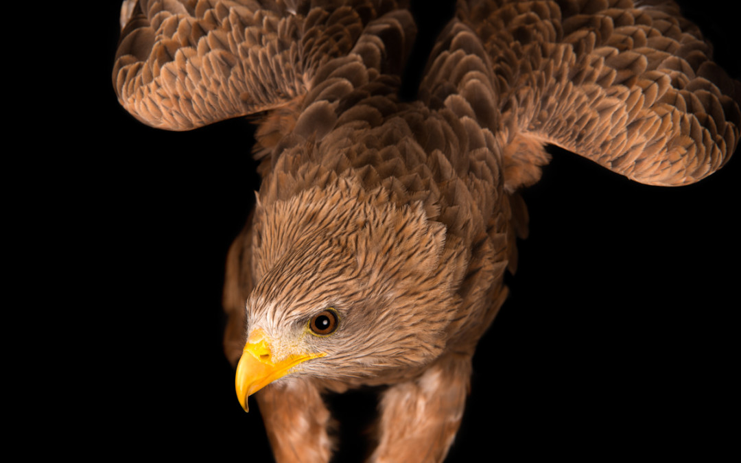 Yellow Billed Kite Portrait