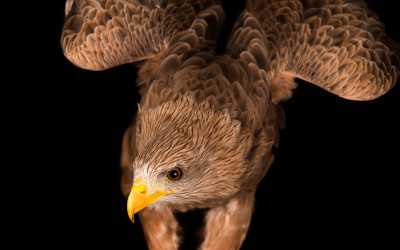 Birds Of Prey Portraits Used For Fundraising