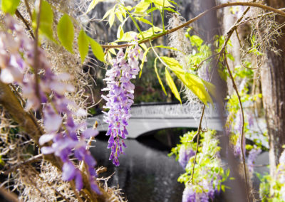 Magnolia Wisteria and Bridge