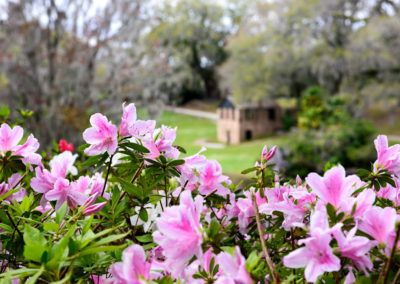 Middleton Azaleas