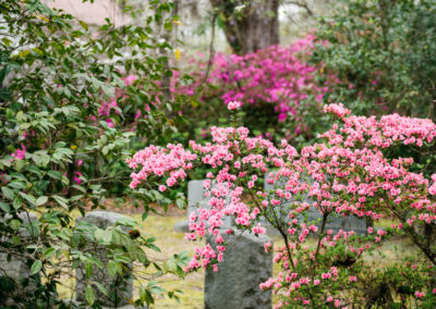 Adams's Run In Spring