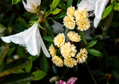 Magnolia Plantation Blooms
