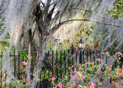 Magnolia Plantation In The Sprint