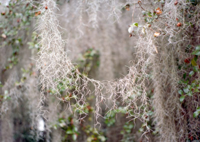 Spanish Moss Detail
