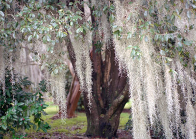 Spanish Moss Film