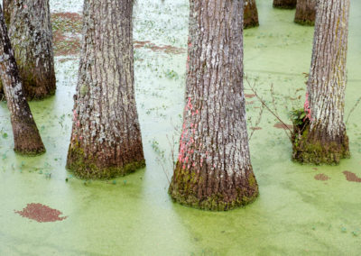Audubon Swamp Cypress Trees © Steven Hyatt