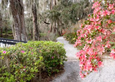 Magnolia Plantation Azaleas © Steven Hyatt