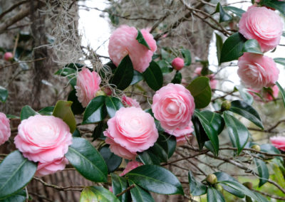 Pink Perfection Camellias © Steven Hyatt