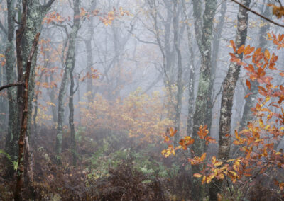 Blue Ridge Mountain Fog