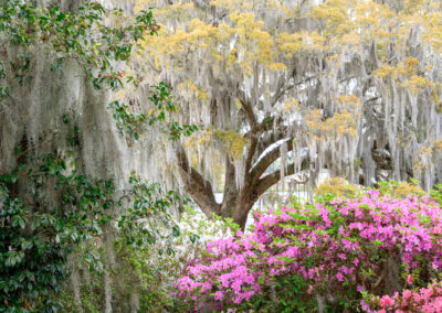 Lowcountry Spring by Steven Hyatt