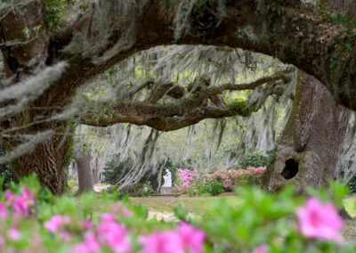 Middleton Moss And Oaks by Steven Hyatt